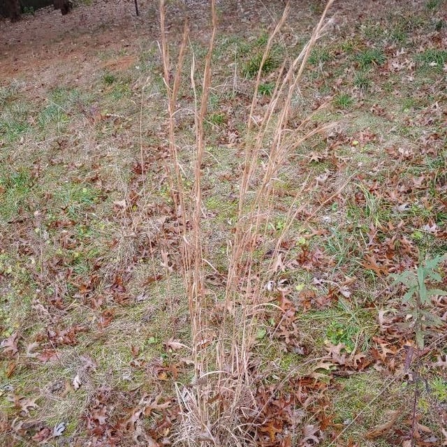 Andropogon virginicus — habit