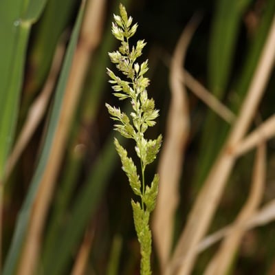 Sphenopholis obtusata — flower