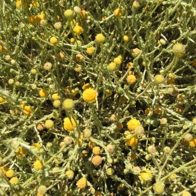 Pulicaria undulata — flower
