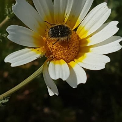 Glebionis coronaria — flower