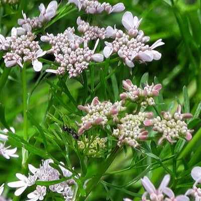 Coriandrum sativum — flower