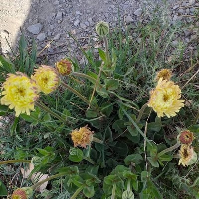 Urospermum dalechampii — flower
