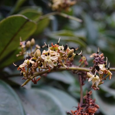 Dialium guineense — flower