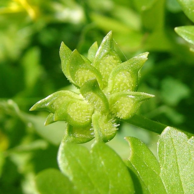 Ranunculus parviflorus — flower