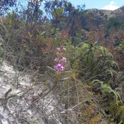 Melochia tomentosa — flower