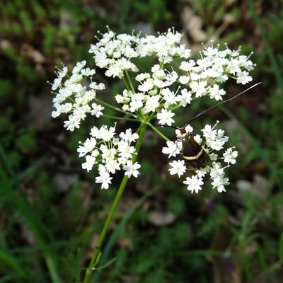 Conopodium majus — flower
