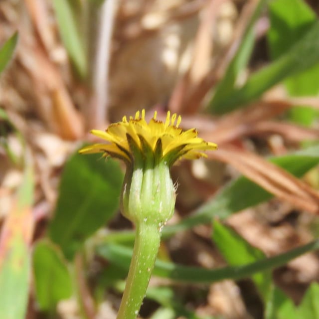 Hedypnois rhagadioloides — flower
