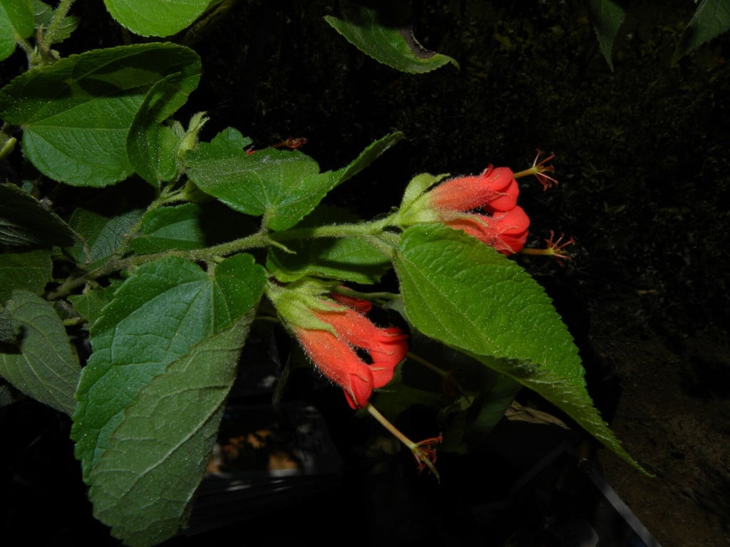 Helicteres guazumifolia