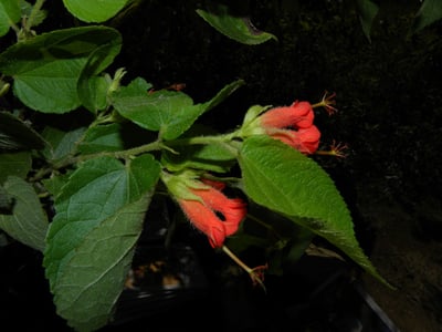 Helicteres guazumifolia