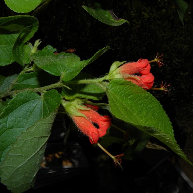 Helicteres guazumifolia