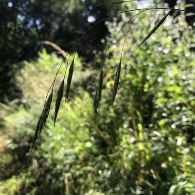 Bromus ramosus — flower