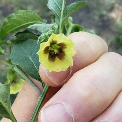Physalis longifolia — flower