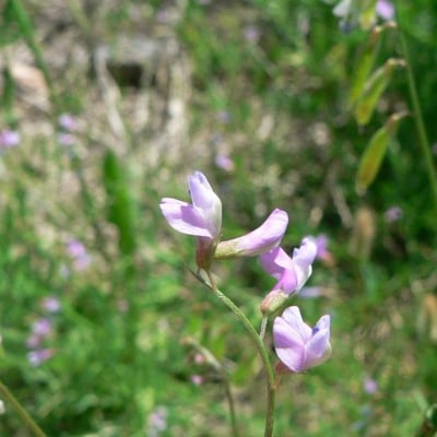 Vicia parviflora — flower