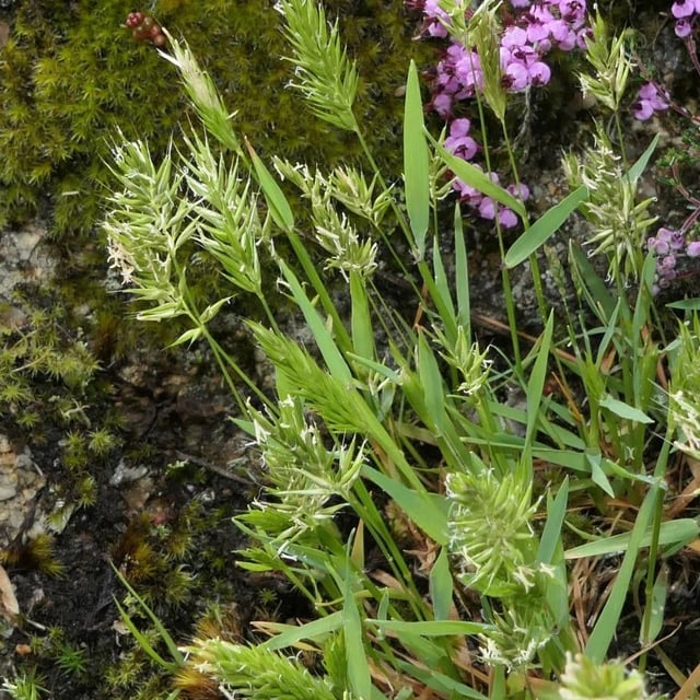 Anthoxanthum aristatum — flower