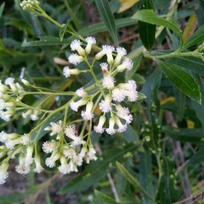 Baccharis latifolia — flower