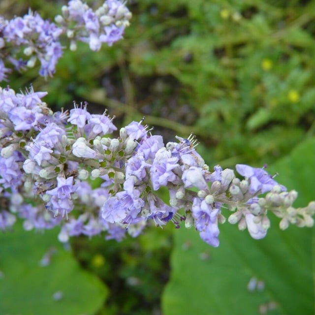 Vitex agnus-castus — flower