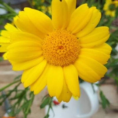 Glebionis segetum — flower