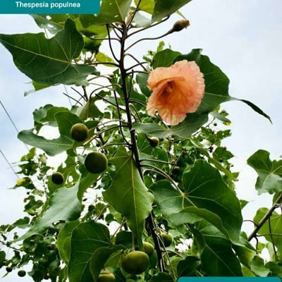 Thespesia populnea — flower