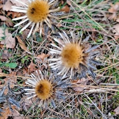 Carlina vulgaris — flower