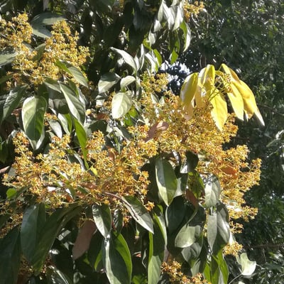 Clerodendrum cyrtophyllum — flower