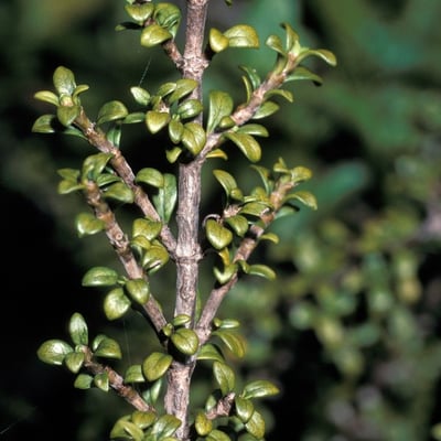 Coprosma pseudocuneata — bark
