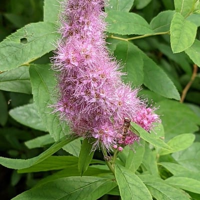 Spiraea salicifolia — flower