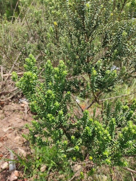 Baccharis uncinella