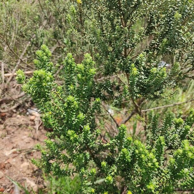 Baccharis uncinella