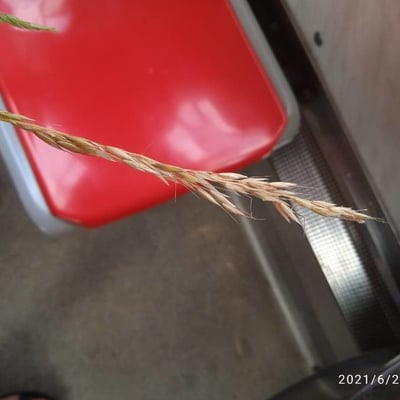 Gaudinia fragilis — flower