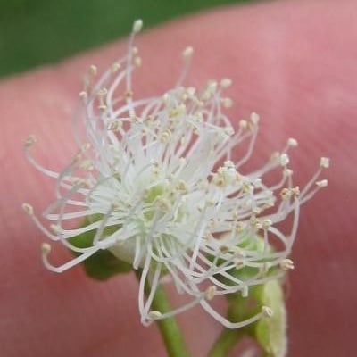 Myrcia splendens — flower