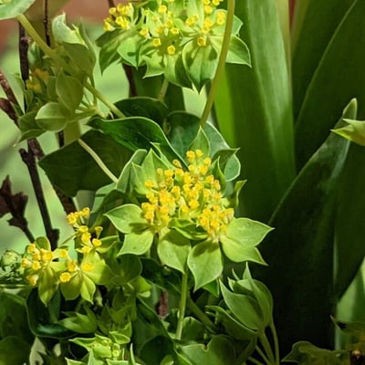 Bupleurum rotundifolium — flower