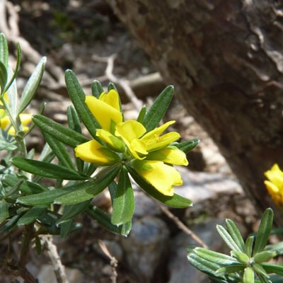 Genista linifolia — flower