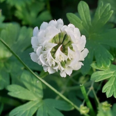 Trifolium nigrescens — flower