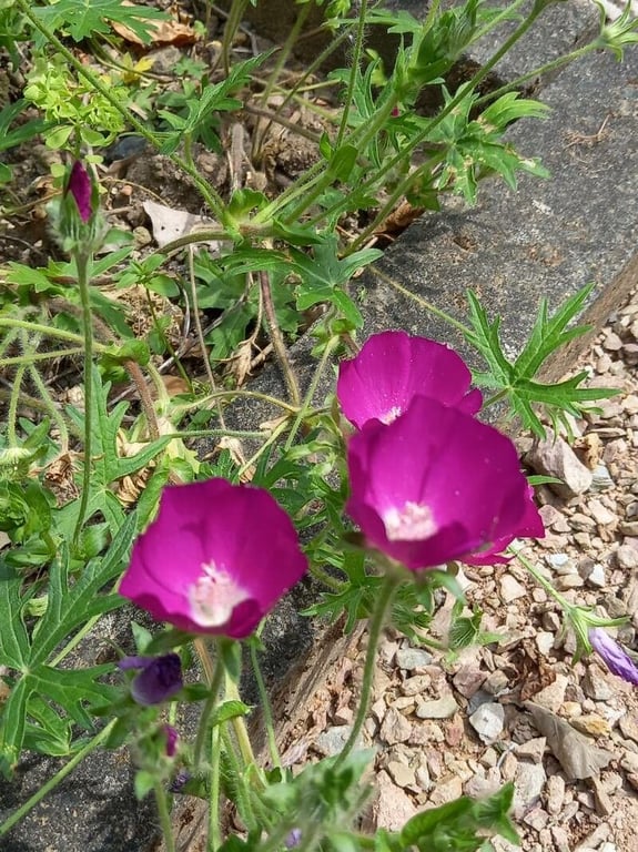 Low poppymallow