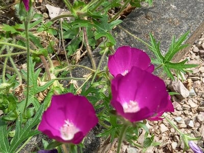 Low poppymallow