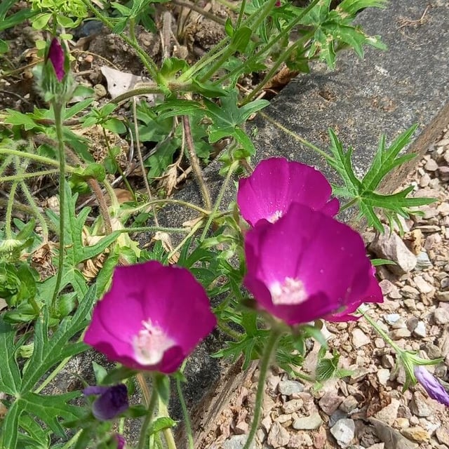 Callirhoe involucrata — flower