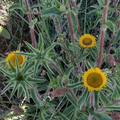 Pallenis spinosa — flower