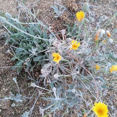 Andryala ragusina — flower
