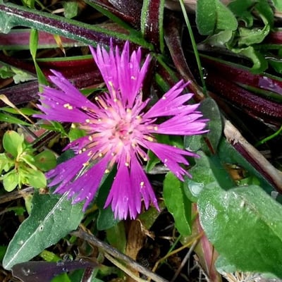 Centaurea pullata — flower