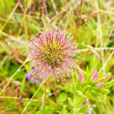 Acaena novae-zelandiae — flower