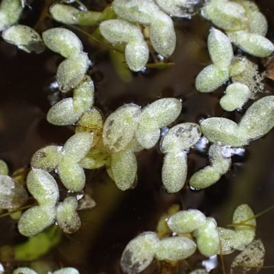 Lemna minuta — flower