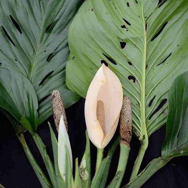 Monstera adansonii — flower