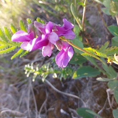 Lathyrus japonicus — flower