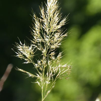 Trisetum flavescens — flower