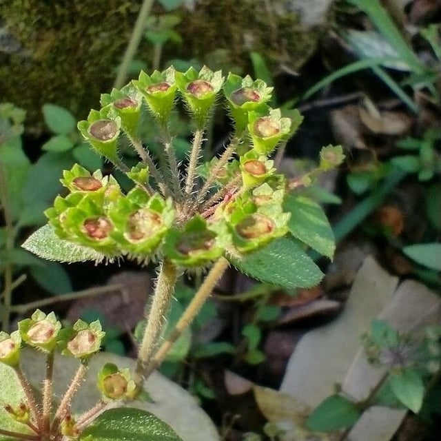 Pomax umbellata — flower