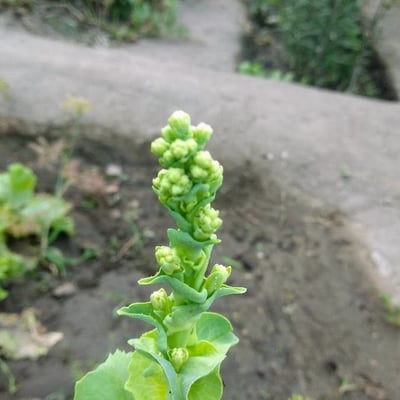 Lactuca sativa — flower