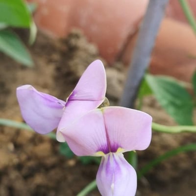 Vigna unguiculata — flower