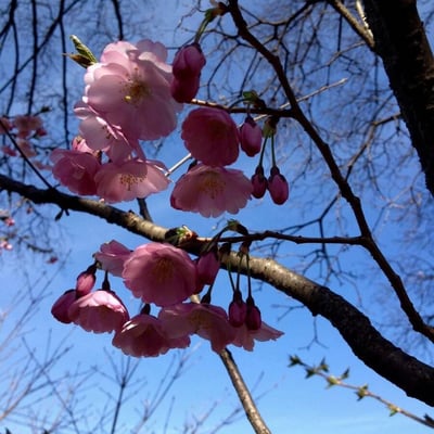 Prunus serrulata — flower