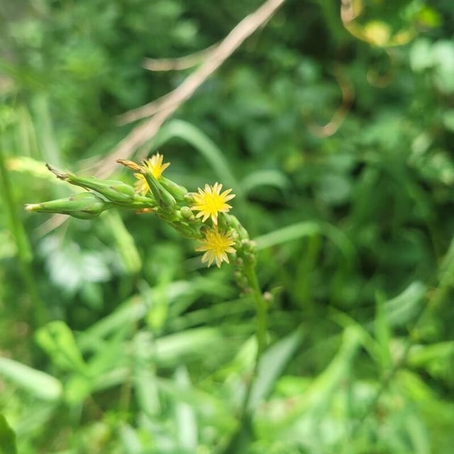 Lactuca canadensis — flower