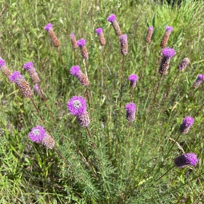 Dalea purpurea — flower